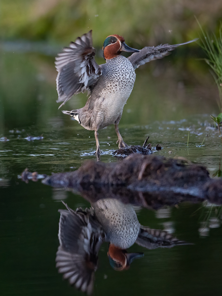 Tavi, Common Teal, Anas crecca